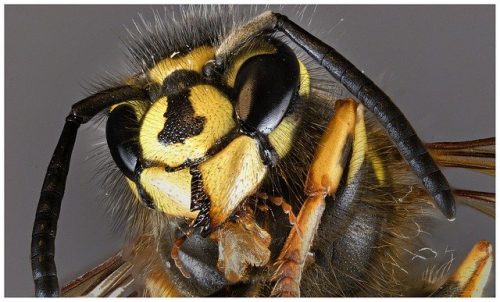 Sachez faire la différence entre les abeilles et les guêpes