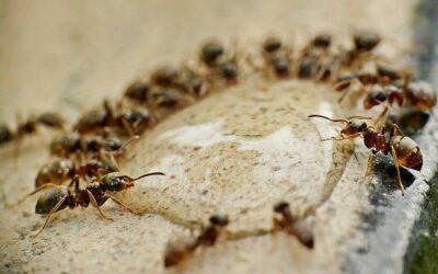 Zoom sur l’intervention d’extermination des fourmis