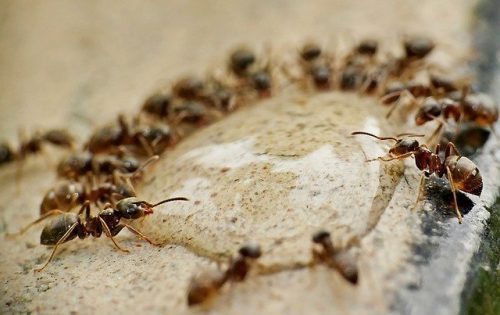 Intervention professionnelle contre les fourmis