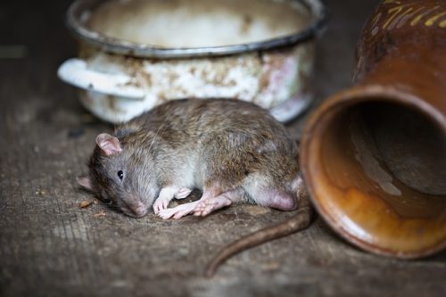 Les risques de la présence de rats dans une maison