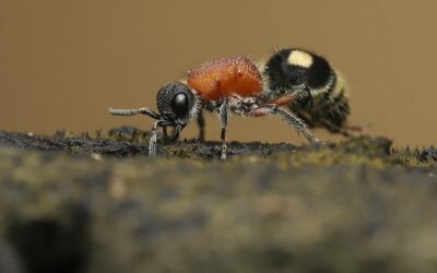Piqûre de fourmi : Comment la reconnaître et la soigner ?