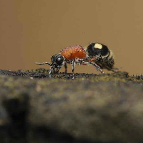 Reconnaître et traiter une piqûre de fourmi