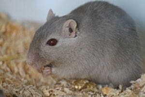 Souris dans la maison : signification et quoi faire ? Les priver de ce qui les attire et prévention pour les empêcher d&rsquo;entrer