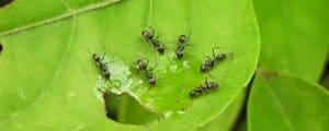 Quel est le prix d&rsquo;une désinsectisation de fourmis ? Tarifs en 2026