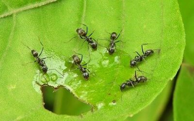 Quel est le prix d’une désinsectisation de fourmis ?