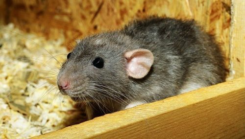 Rats : les risques de leur présence