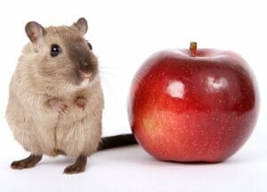 Plusieurs espèces de rongeurs considérées comme nuisibles