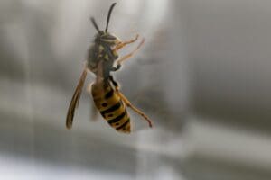 Nid de Guêpes : Comment choisir un exterminateur professionnel ?