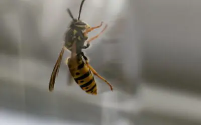 Nid de Guêpes : Comment choisir un exterminateur professionnel ?