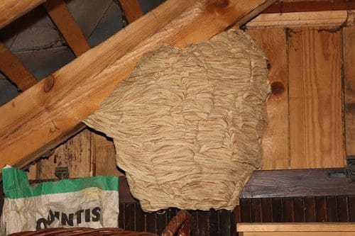 Désinsectisation nid de frelons