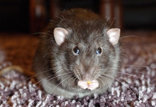 différences entre rat et souris