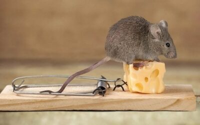 Quels sont les différents types de pièges à rats ?