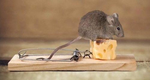 Les différents pièges à rats : La tapette à rat, piège à rat électrique et les Pièges à rats fait maison