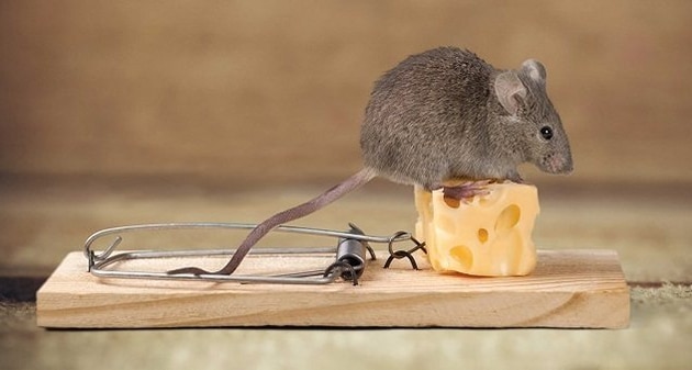 Quels sont les différents types de pièges à rats ?