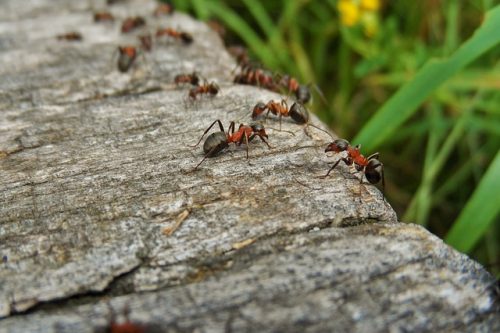 Infestation de fourmis charpentières