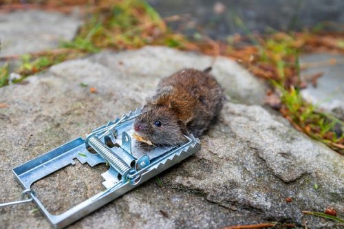 Les différents types de pièges à rats et les nouvelles solutions expérimentées pour lutter contre les rats