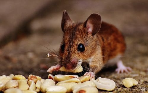 prevention-contre-les-souris prevention contre les souris