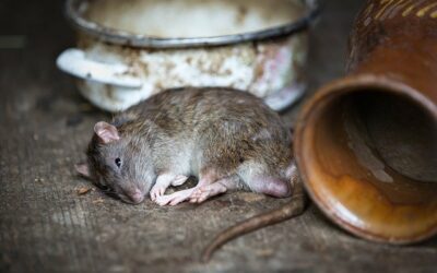 Les meilleurs raticides : Tous les poisons pour tuer les rats