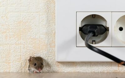 Comment repousser les souris de son domicile ?