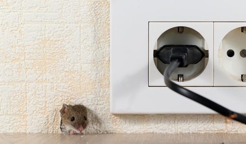 Se débarrasser des souris dans les murs