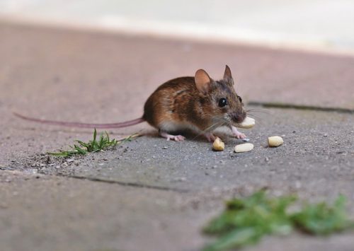 différences entre rat et souris
