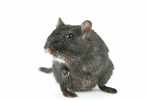 Les meilleurs ultrasons anti rongeurs (souris, rats)
