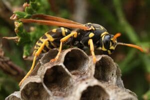 Équipements de protection pour détruire des nids de guêpes en toute sécurité