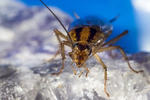 Tous nos conseils pour gérer une infestation de blattes / cafards en copropriété