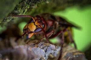 Qui doit payer les frais de destruction d&rsquo;un nid de frelons asiatiques ?