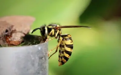 Qui doit payer la destruction du nid de guêpes ? Locataire, propriétaire ou mairie ?
