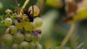 Présence du frelon asiatique chez soi : Pourquoi et que faire ?