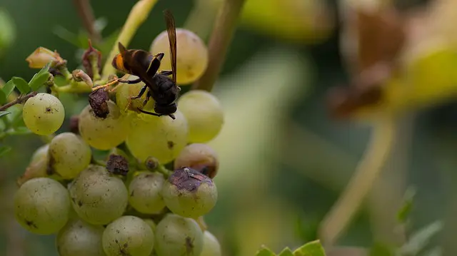 Présence du frelon asiatique