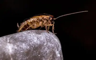 Les risques d’une infestation de blattes