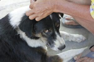 Mon chien a des puces : comment le savoir ? Comment s’en débarrasser ?