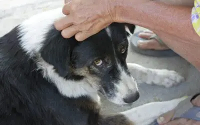 Mon chien a des puces : comment le savoir ? Comment s’en débarrasser ?