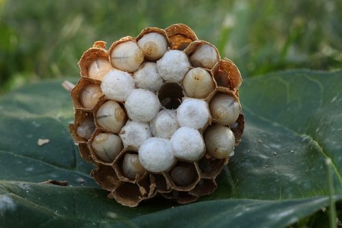Les dangers d'un nid de frelons asiatiques