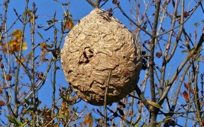 Ce qu’il faut savoir sur les dangers d’un nid de frelons asiatiques