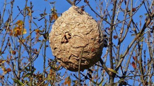 Dangers et repérage d'un nid de frelons asiatiques