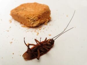 Comment se débarrasser des cafards soi-même ? Solutions
