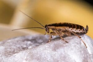 Présence de blattes chez soi : Comment savoir si on a des cafards chez soi ?