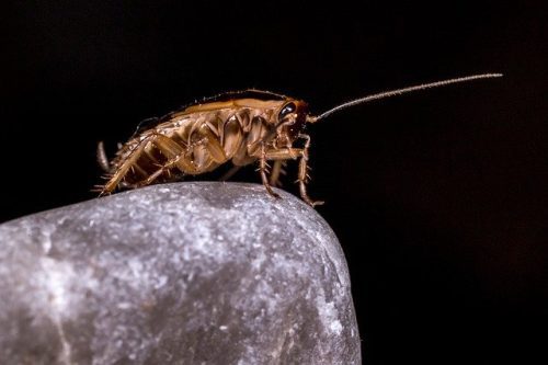 Présence de blattes : les signes d'une infestation de cafards