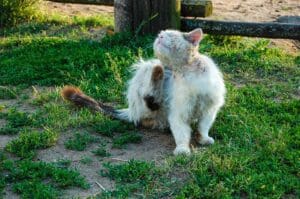 Mon chat a des puces : les reconnaître, les soigner et éliminer l&rsquo;infestation du logement