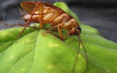 Prévention cafards : comment éviter une infestation de blattes chez soi ?