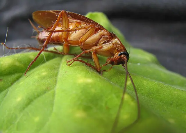 Astuces pour la prévention des blattes