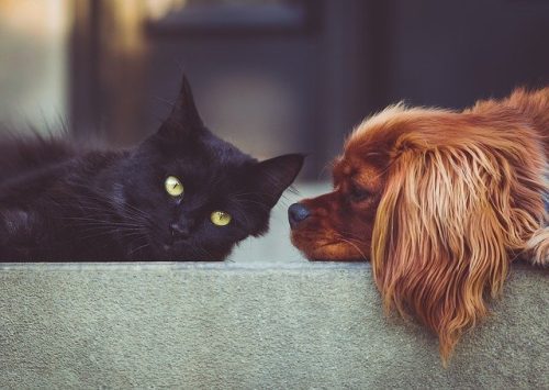 Puces du chien et du chat : comment les prévenir ?