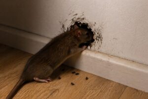 Rongeur dans les murs : bruits, grattement ? Voici quoi faire !