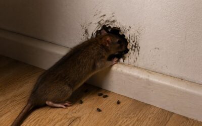 Rongeur dans les murs : bruits, grattement ? Voici quoi faire !
