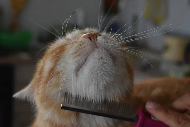 Brossage d'un chat pour se débarrasser des puces Brossage d'un chat pour se débarrasser des puces