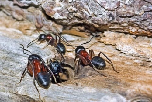 Infestation de fourmis charpentières - Identification et élimination