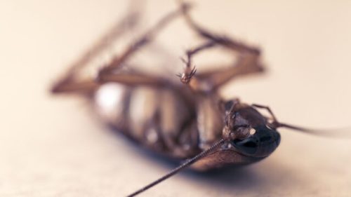 Pourquoi choisir un traitement professionnel contre les blattes / cafards